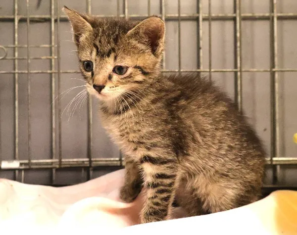 Znaleziono kota, Łódź, 27 czerwca 2025 (1/2)