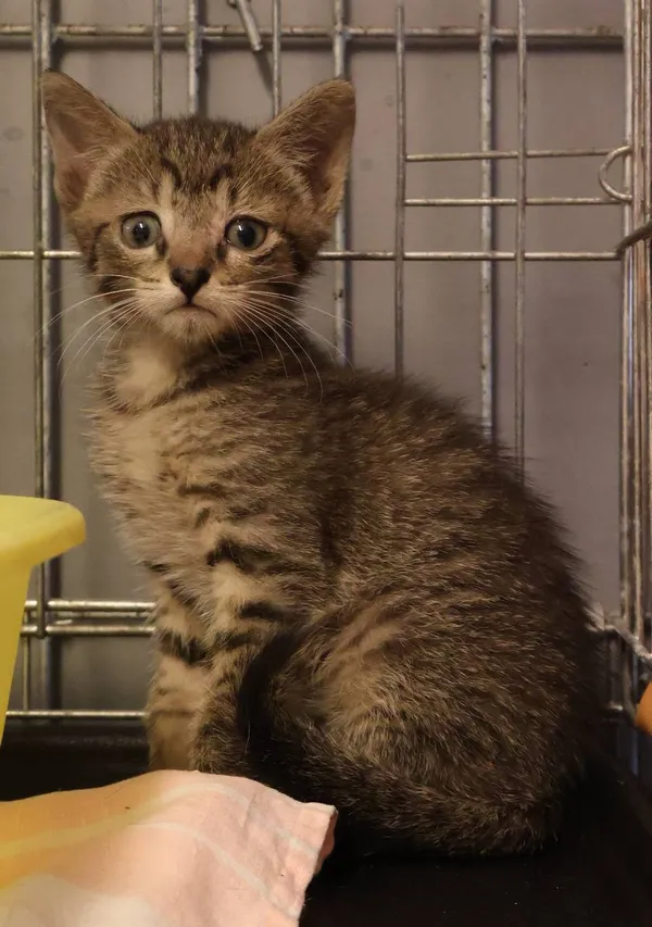 Znaleziono kota, Łódź, 27 czerwca 2025 (2/2)