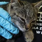 Znaleziono kota
