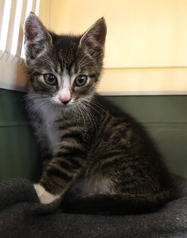 Znaleziono kota, Łódź, 26 czerwca 2025 (3/4)