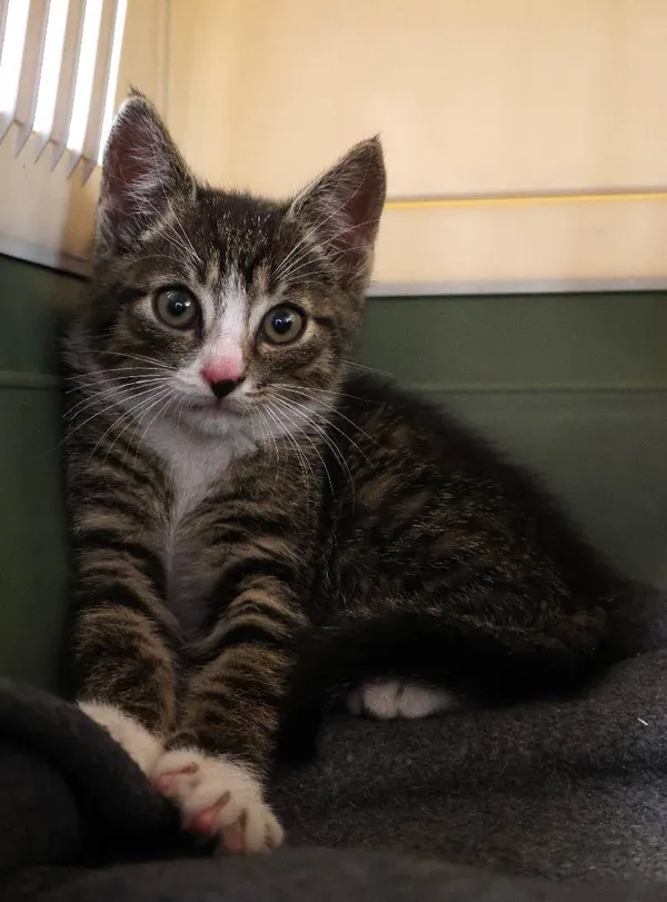 Znaleziono kota, Łódź, 26 czerwca 2025 (4/4)