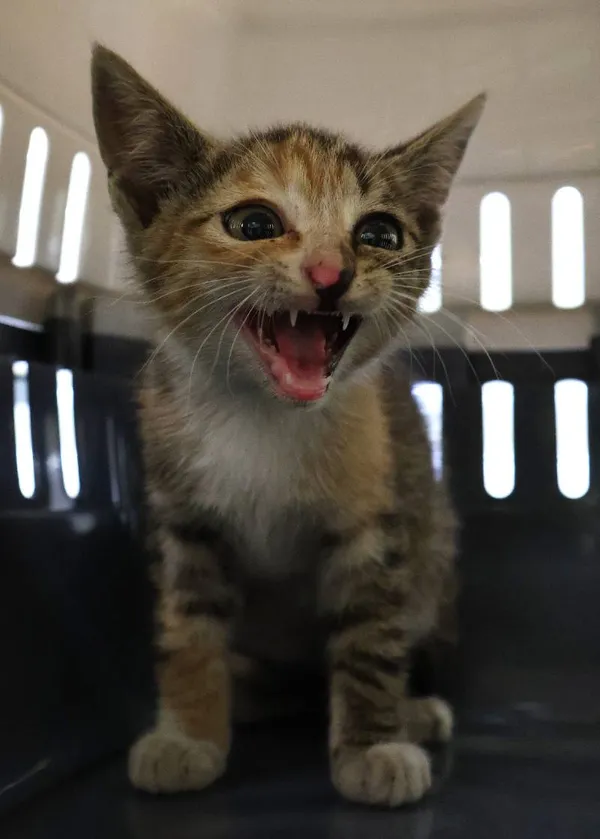 Znaleziono kota, Łódź, 26 czerwca 2025 (1/4)