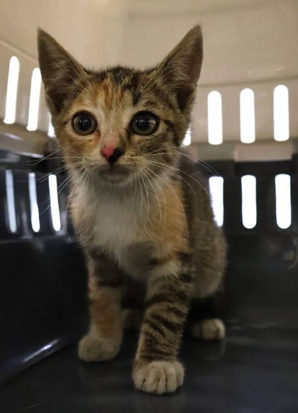 Znaleziono kota, Łódź, 26 czerwca 2025 (2/4)