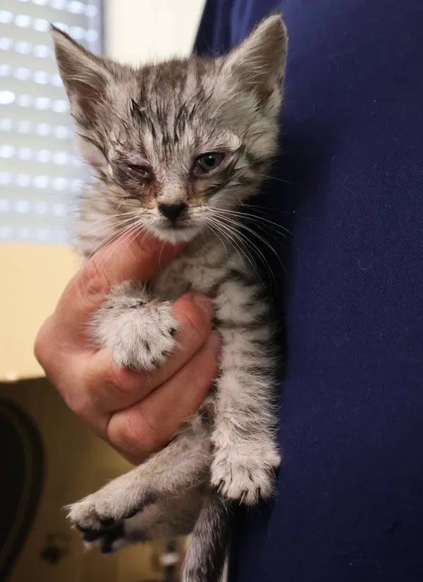 Znaleziono kota, Łódź, 25 czerwca 2025 (2/3)