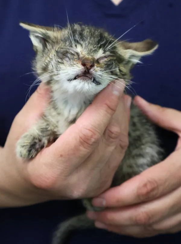 Znaleziono kota, Łódź, 25 czerwca 2025 (2/2)