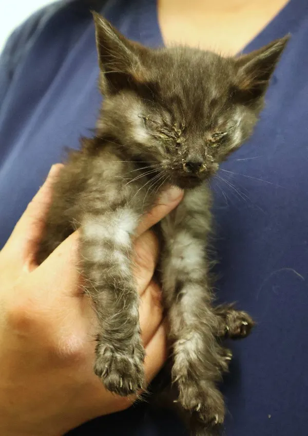 Znaleziono kota, Łódź, 25 czerwca 2025 (1/2)