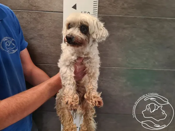 Znaleziono psa, Chełmek, 27 czerwca 2025