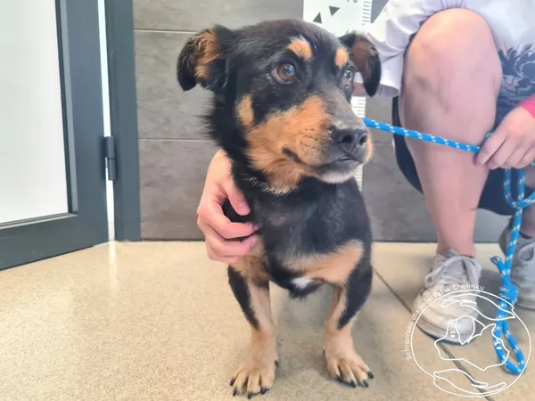 Znaleziono psa, Chełmek, 27 czerwca 2025