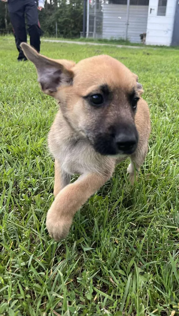 Pies do adopcji, Włocławek, 27 czerwca 2025 (3/5)