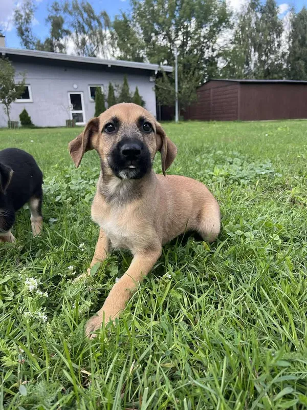 Pies do adopcji, Włocławek, 27 czerwca 2025 (4/5)