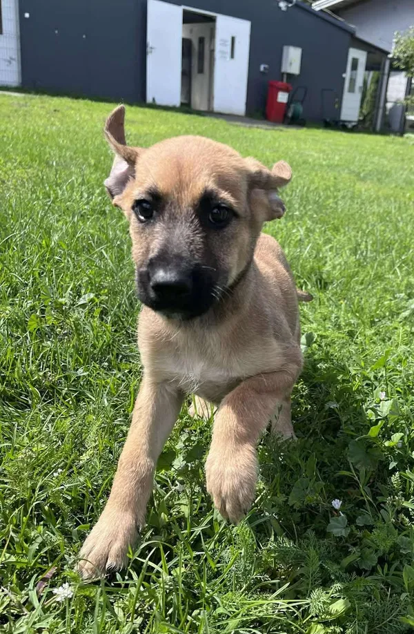 Pies do adopcji, Włocławek, 27 czerwca 2025 (5/5)