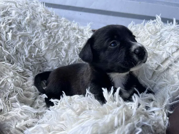 Pies do adopcji, Włocławek, 27 czerwca 2025 (1/5)