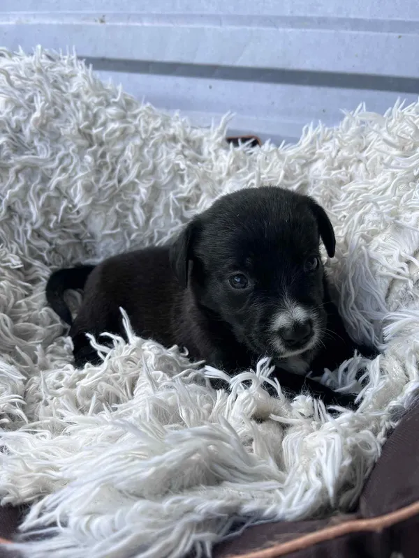 Pies do adopcji, Włocławek, 27 czerwca 2025 (2/5)