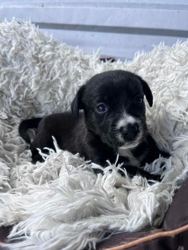 Pies do adopcji, Włocławek, 27 czerwca 2025 (3/5)