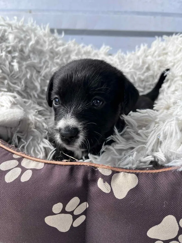 Pies do adopcji, Włocławek, 27 czerwca 2025 (4/5)