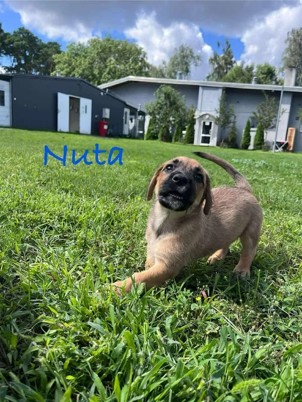 Pies do adopcji, Włocławek, 27 czerwca 2025 (1/5)