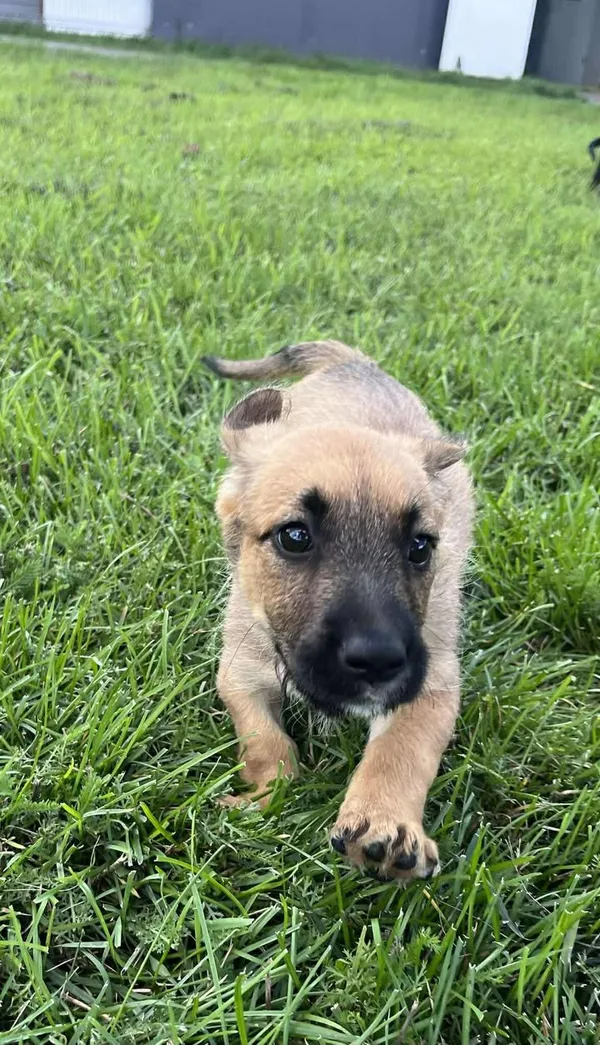 Pies do adopcji, Włocławek, 27 czerwca 2025 (2/5)