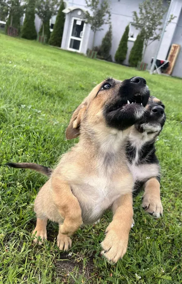 Pies do adopcji, Włocławek, 27 czerwca 2025 (3/5)