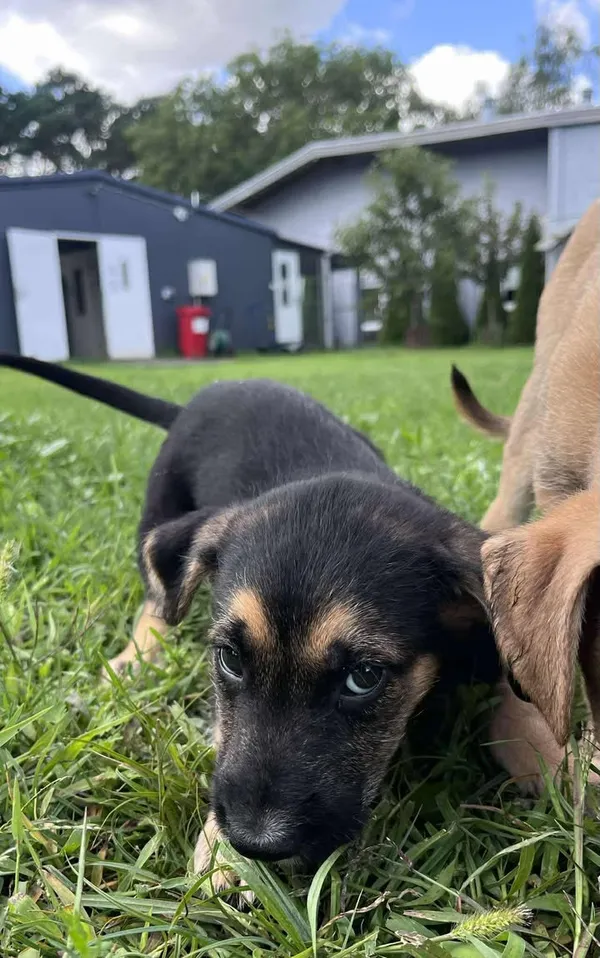 Pies do adopcji, Włocławek, 27 czerwca 2025 (2/5)