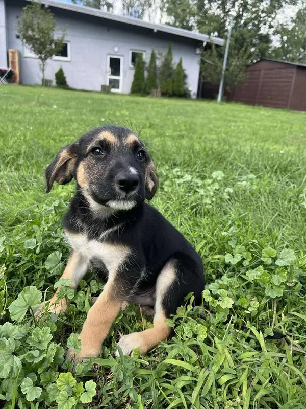 Pies do adopcji, Włocławek, 27 czerwca 2025 (3/5)