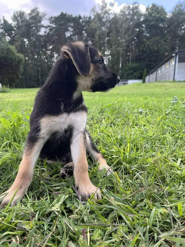 Pies do adopcji, Włocławek, 27 czerwca 2025 (4/5)