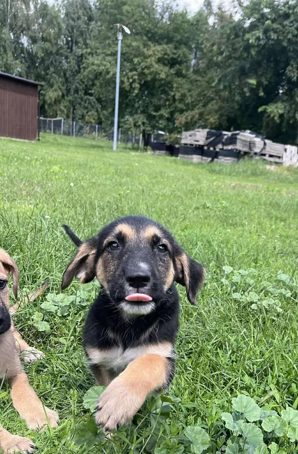 Pies do adopcji, Włocławek, 27 czerwca 2025 (5/5)