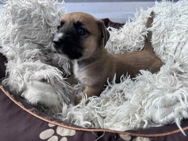 Pies do adopcji, Włocławek, 27 czerwca 2025 (1/4)