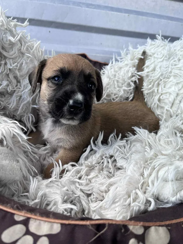 Pies do adopcji, Włocławek, 27 czerwca 2025 (3/4)