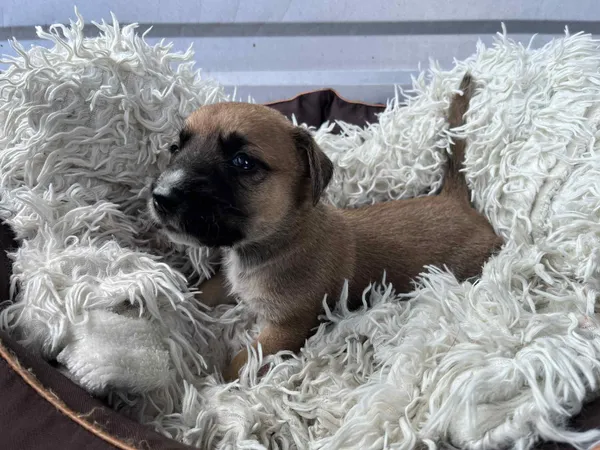 Pies do adopcji, Włocławek, 27 czerwca 2025 (4/4)