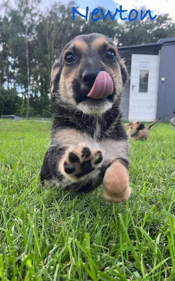 Pies do adopcji, Włocławek, 27 czerwca 2025 (1/5)