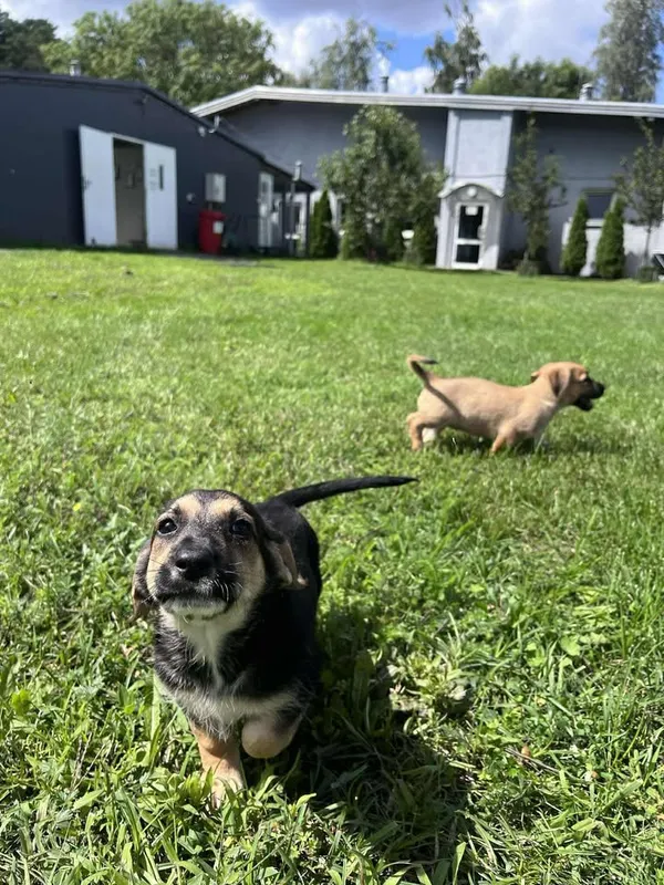 Pies do adopcji, Włocławek, 27 czerwca 2025 (3/5)