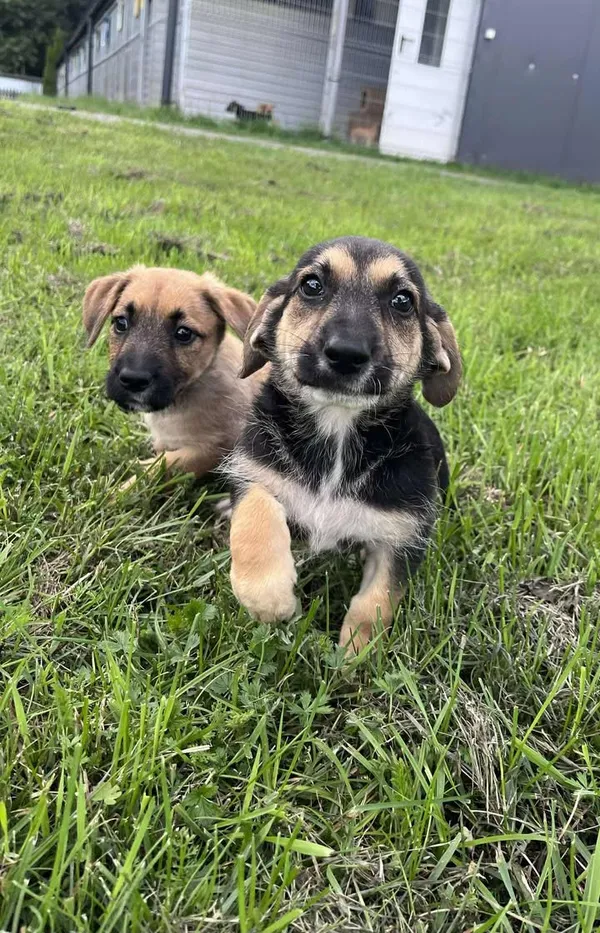 Pies do adopcji, Włocławek, 27 czerwca 2025 (4/5)