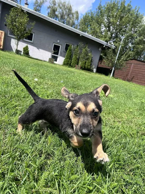 Pies do adopcji, Włocławek, 27 czerwca 2025 (5/5)