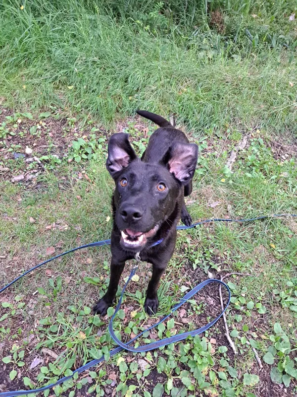 Pies do adopcji, Włocławek, 27 czerwca 2025 (1/4)