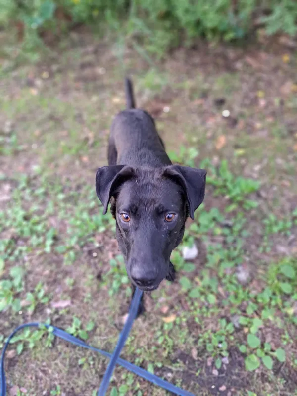 Pies do adopcji, Włocławek, 27 czerwca 2025 (2/4)