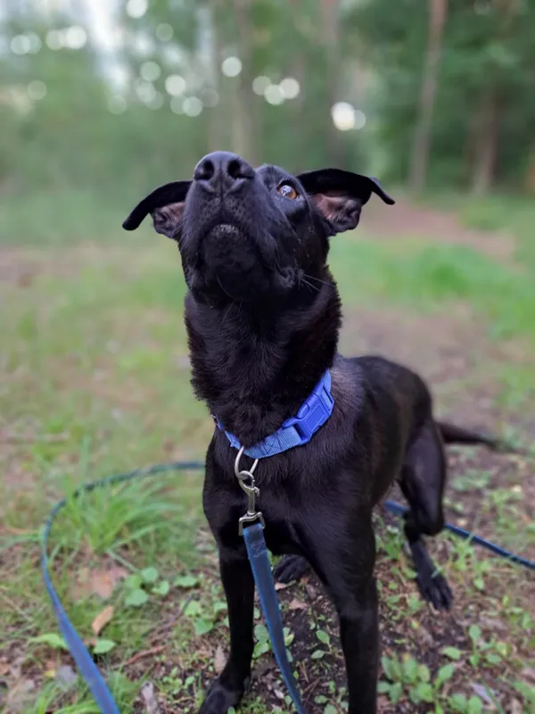 Pies do adopcji, Włocławek, 27 czerwca 2025 (3/4)