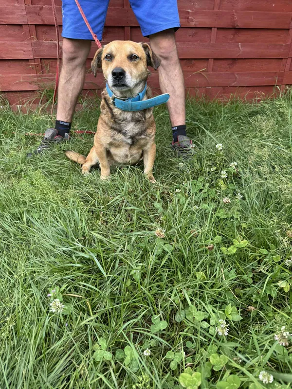 Znaleziono psa, Czartki, 27 czerwca 2025