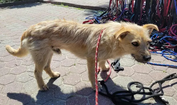 Znaleziono psa, Toruń, 26 czerwca 2025