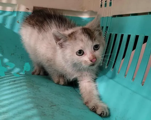 Znaleziono kota, Toruń, 26 czerwca 2025