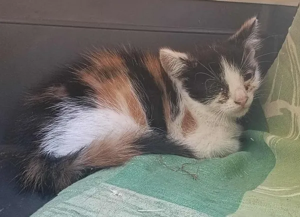 Znaleziono kota, Toruń, 25 czerwca 2025