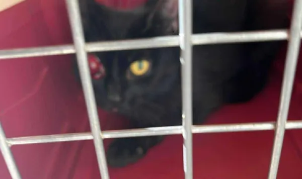 Znaleziono kota, Toruń, 25 czerwca 2025