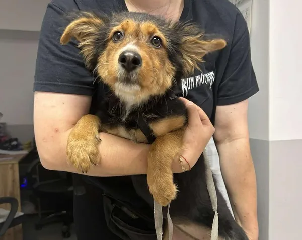 Znaleziono psa, Toruń, 24 czerwca 2025