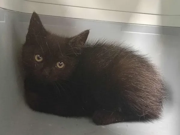 Znaleziono kota, Toruń, 25 czerwca 2025