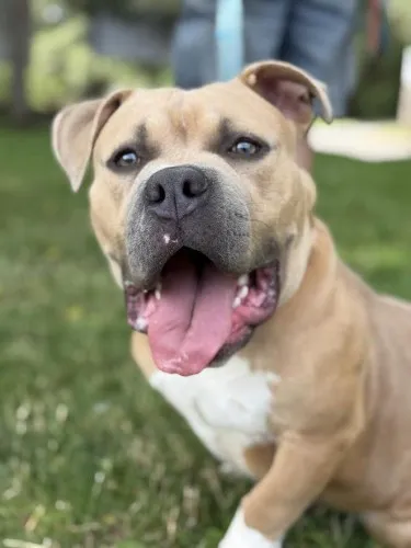 Pies do adopcji, Kraków, 13 czerwca 2025 (2/5)