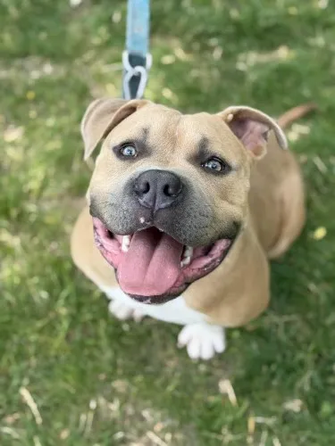 Pies do adopcji, Kraków, 13 czerwca 2025 (3/5)