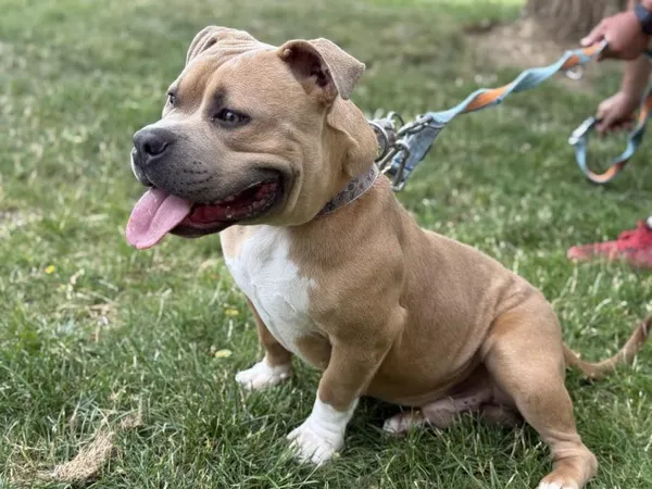 Pies do adopcji, Kraków, 13 czerwca 2025 (4/5)