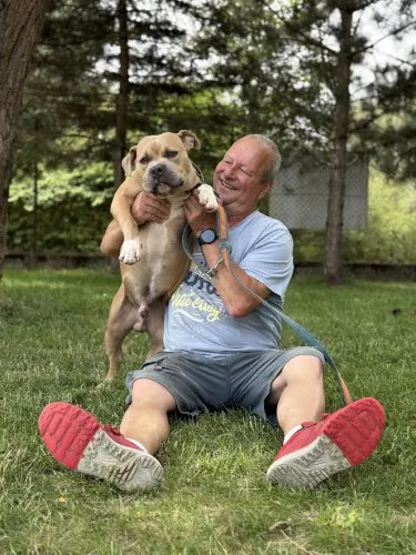 Pies do adopcji, Kraków, 13 czerwca 2025 (5/5)