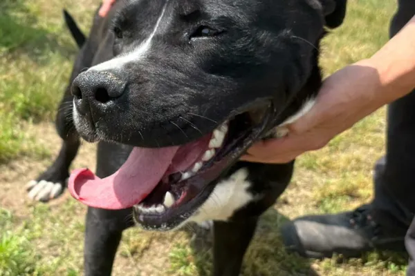 Pies do adopcji, Henrykowo, 28 maja 2025 (1/3)