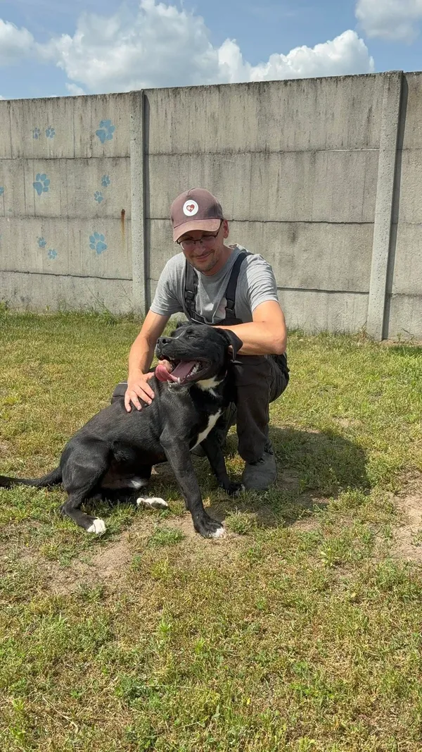 Pies do adopcji, Henrykowo, 28 maja 2025 (2/3)