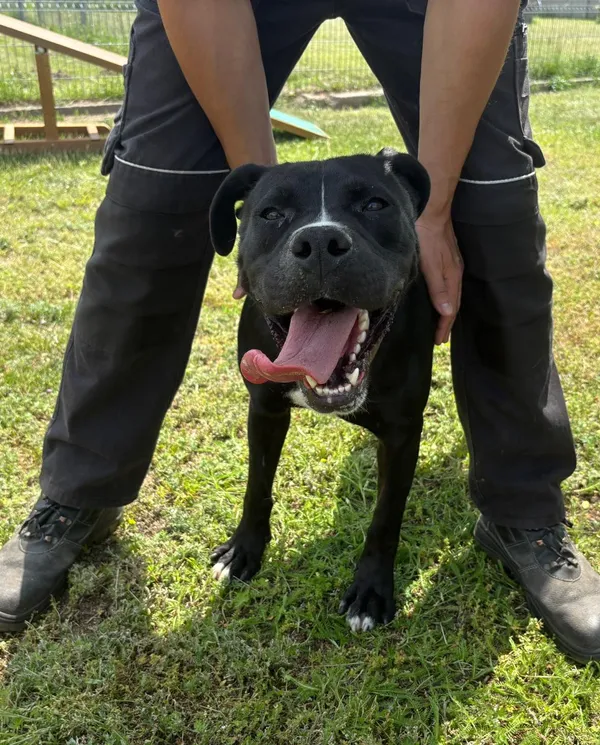 Pies do adopcji, Henrykowo, 28 maja 2025 (3/3)